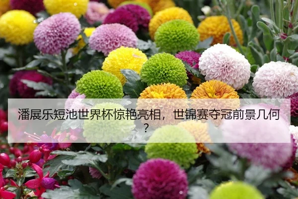 潘展乐短池世界杯惊艳亮相，世锦赛夺冠前景几何？